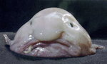 Psychrolutes marcidus Blobfish