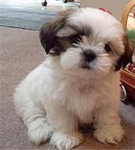 shi tzu