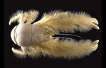 Kiwa hirsuta Yeti Crab