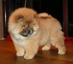 chow chow