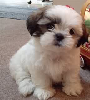 Shih-Tzu 