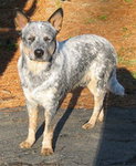 Australian Cattle Dog