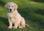 Golden retriver