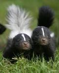 skunks