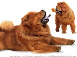 Chow chow