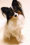 Papillon