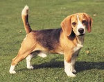 Beagle