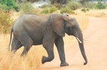 Słoń Afrykański 