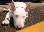 Bullterrier