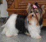 Biewer yorkshire terrier ♥