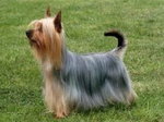 Australian Silky Terrier 