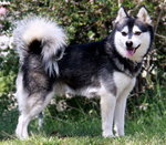 Alaskan Klee Kai 