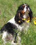 Cavalier King Charles Spaniel.