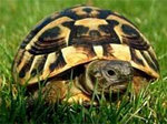 żółw grecki . 