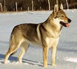 Saarlos wolfhound