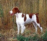 Spaniel Brittany