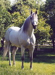 Koń Małopolski