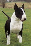 Bullterrier