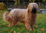 Owczarek Francuski Briard