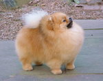 Szpic miniaturowy (pomeranian)