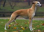 whippet