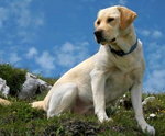 Labrador