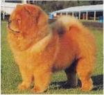 Chow - Chow