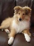 Rough Collie