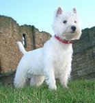 West Highland White Terrier.!<3