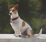 Jack Russell Terrier