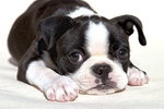 boston terrier