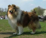 owczarek szkocki collie