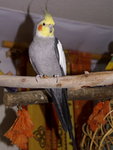 Papuga Nimfa