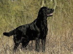 Flat Coated Retriever