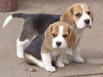 Beagle:)