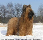 Owczarek francuski briard