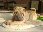 Shar pei