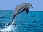 Delfin ♥