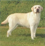 8.Labrador