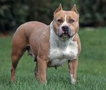 american staffordshire terrier