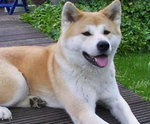 akita inu