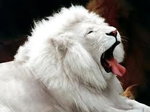 lew biały