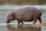 Hipopotam Nilowy