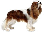 Cavalier King Charles Spaniel <3