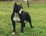 American Staffordsire terrier(Amstaff)