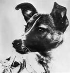 Łajka (pierwszy pies który poleciał w kosmos)