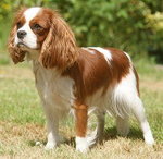 Cavalier King Charles Spaniel