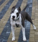 AST ( american staffordshire terrier )