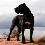 Cane corso italiano