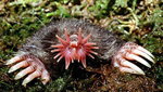Gwiazdonos Star-nosed mole